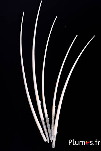 Oie rachis - 25-30 cm - blanc